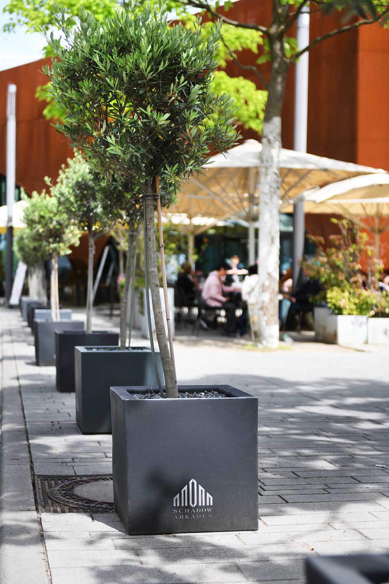 A row of olive trees in pots on a sunny sidewalk, with an outdoor dining area in the background and a modern building in sight.